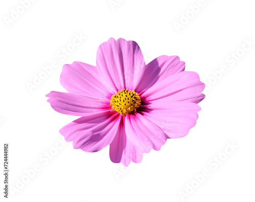 Single pink cosmos bipinnatus flower blooming closeup macro isolated on background   clipping path
