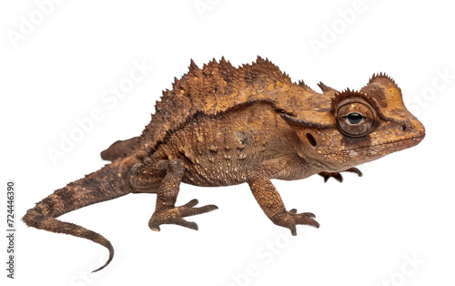 Unveiling the World of Brookesia Micra Isolated on Transparent Background.