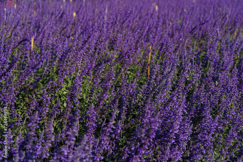 Salvia Blue giant flowers in flowers garden.