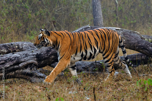 Bengal tiger or Indian tiger  Panthera tigris tigris   the tigress patrols its territory. Typical behavior of a big cat in the wild. A big tiger in a typical dry tropical forest landscape in India.