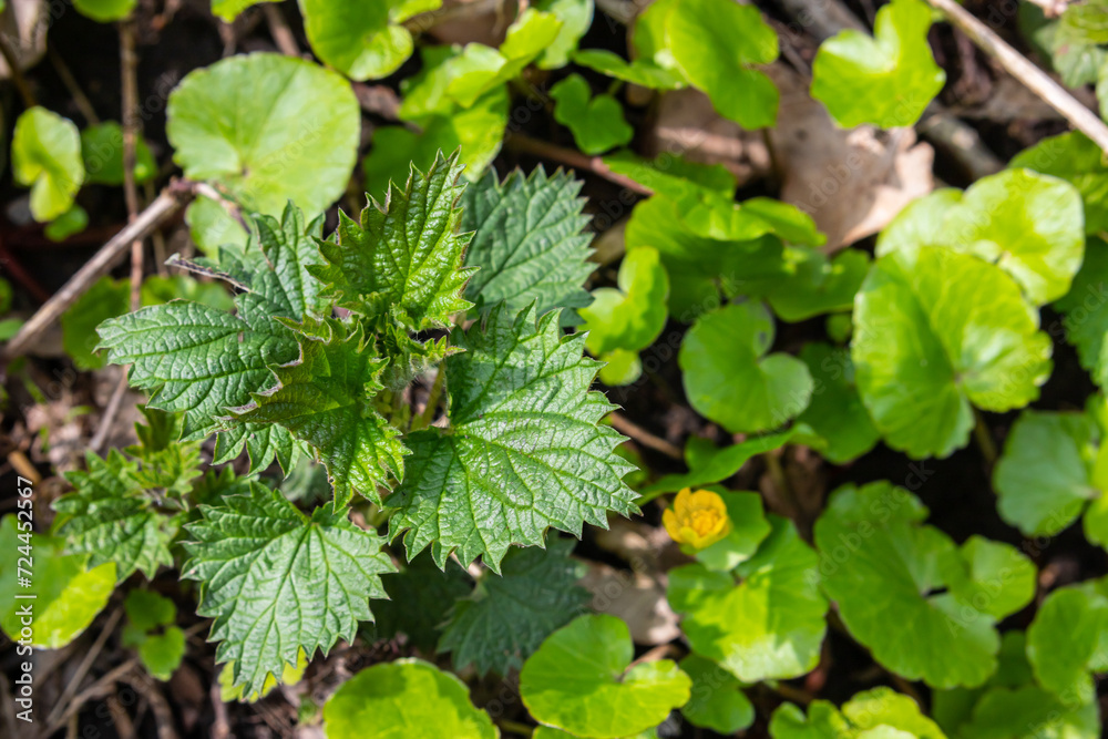Stinging nettles Urtica dioica in the garden. Green leaves with serrated edges Stinging nettles Urtica dioica in the garden. Green leaves with serrated edges