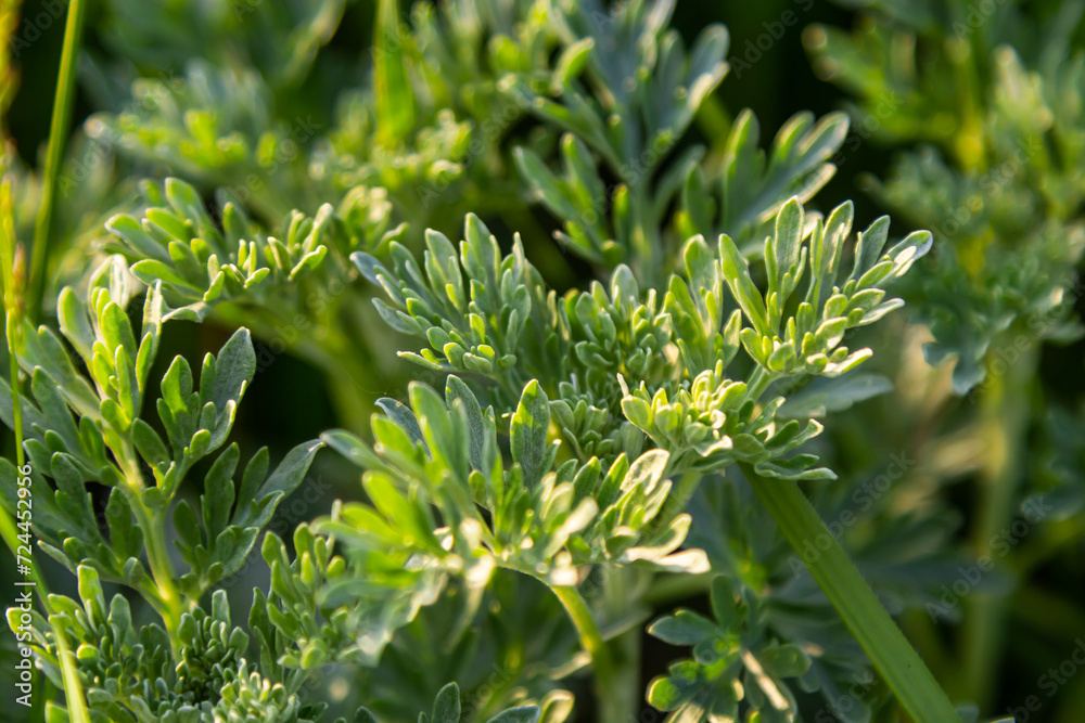 Silver green Wormwood leaves background. Artemisia absinthium, absinthe wormwood plant in herbal kitchen garden, close up, macro Silver green Wormwood leaves background. Artemisia absinthium, absinthe wormwood plant in herbal kitchen garden, close up, macro