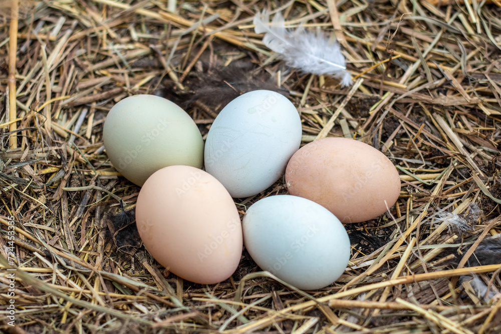Chicken eggs in a bird's nest, fresh village eggs on a farm.