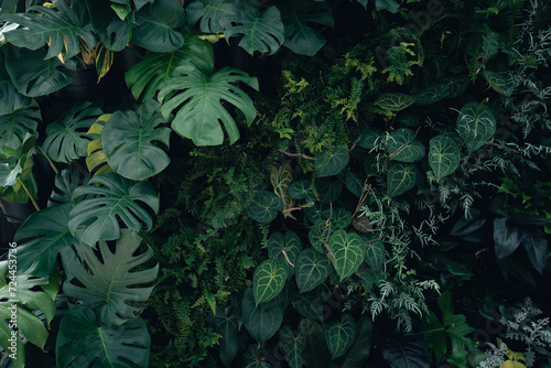 Green leaf texture tropical leaf texture and dark leaf background