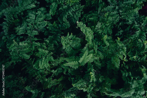 Green leaf texture tropical leaf texture and dark leaf background