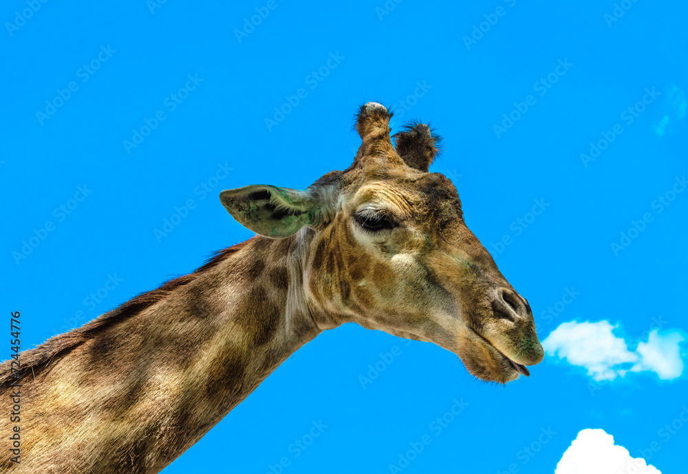Naklejka premium A giraffe's head on a blue sky background.