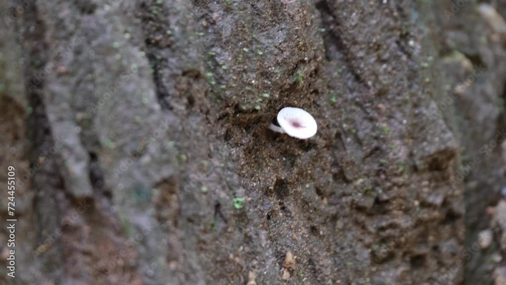 Closeup shot of a flowering plant sprouting in a fertilized soil in the field with blur background Closeup shot of a flowering plant sprouting in a fertilized soil in the field with blur background