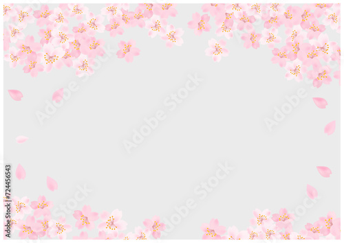 桜の花が美しい春の桜フレーム背景25灰色
