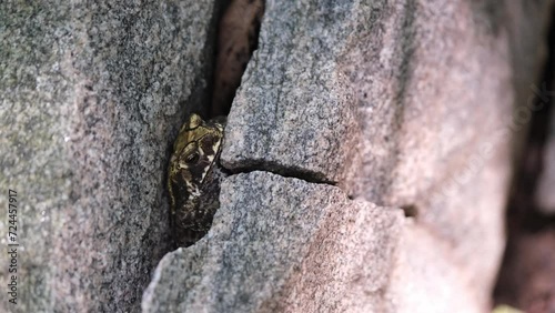 Natterjack toad (Epidalea calamita) resting in a crack between rocks in the forest on a sunny day photo