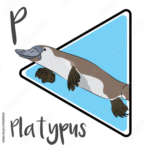 The platypus is one of Australia’s most iconic native animals. The platypus is generally active at night and dusk, and occasionally active by day. Platypuses are generally solitary. Males often fight 