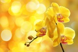 Vibrant Yellow Orchid Amidst Enchanting Bokeh, Text Space To The Side