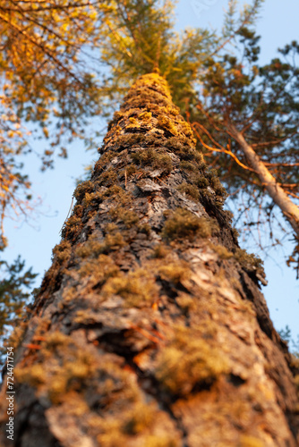 Trees with bark overgrown with moss, which creates the illusion as if the bark of the tree is covered with hair