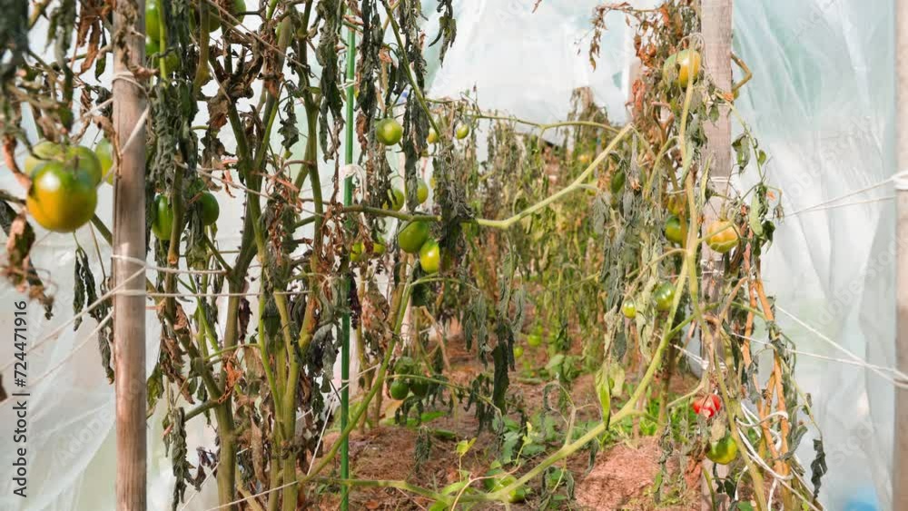 Vidéo Stock Plantation with frozen tomatoes after frost. Tomato leaves