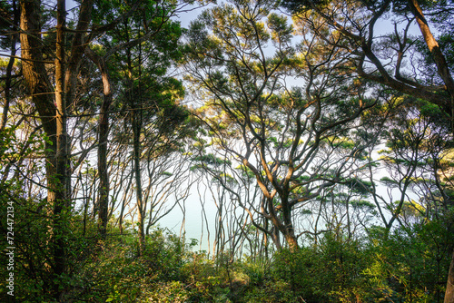 Trees at the cliff top at Kauri Point Centennial loop track. Auckland.