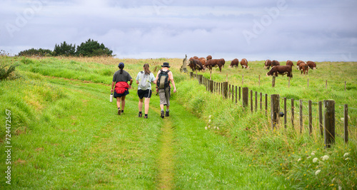 People hiking the Long Bay coastal Okura Track. Cows grazing on the farm. Auckland.