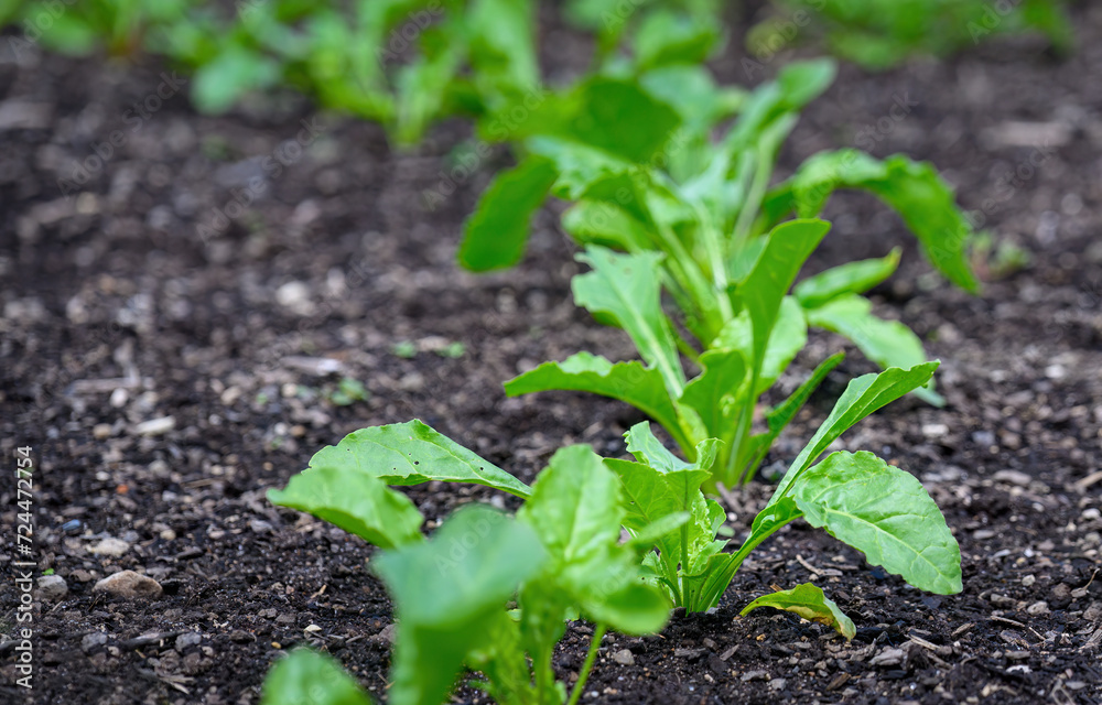 Young lettuce growing in the field Young lettuce growing in the field