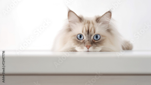 Birman cat looking directly into the camera on a white background. Generative AI