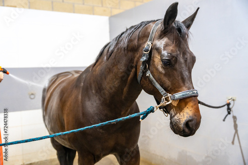 Horse receiving a shower in a rehabilitation center