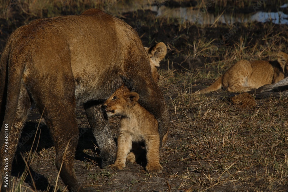 Fototapeta premium lion cub playing with mother