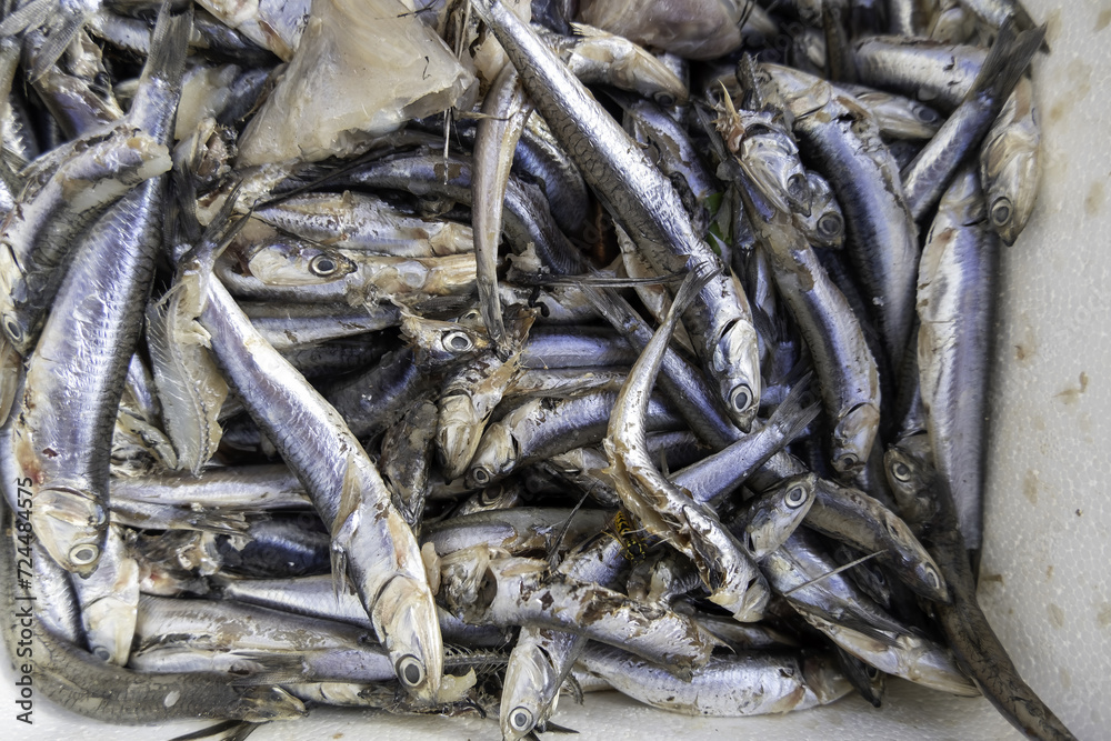 Sardines in a fishmonger