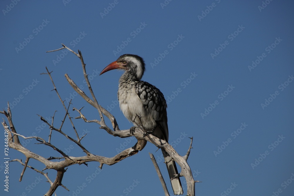 Obraz premium red billed hornbill