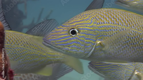 Close-up underwater school of fish Microlepidotus brevipinnis blue stripes. Body of Haemulidae grumpy fish Humpback grunt is silver-grey in color with dark bands that run vertically along sides. photo