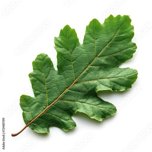 Green Oak Leaf On White Background, Illustrations Images