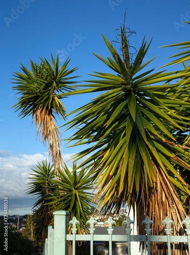 Yucca. Palm tree at  Victorian architecture. Richmond road. Auckland New Zealand © A