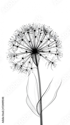 Black allium with transparent petals on white background. Minimalistic black and white illustration of a flower in x-ray style.