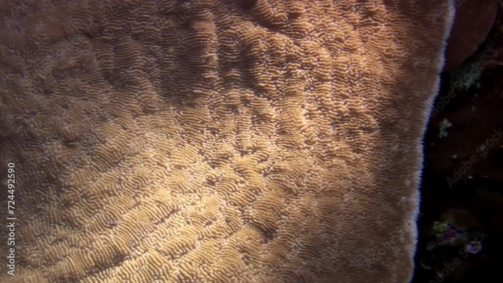 Vidéo Stock Coral as flat as carpet on coral reef of Red Sea. One of