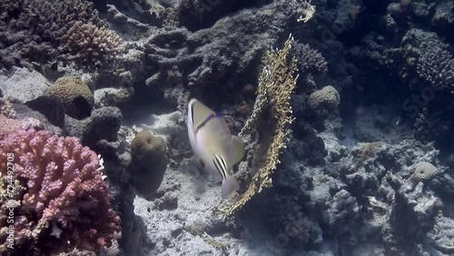 Wallpaper Mural Close-up of a swimming fish underwater Painted triggerfish on a coral reef in the Red Sea. Coral formations are home to countless species of fish. Torontodigital.ca