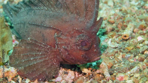 Cockatoo Wasp fish, Ablabys taenianotus, is dangerous scorpionfish. Its body is compressed and has comb-like dorsal fin that runs from its head to near base of its poisonous caudal fin. photo