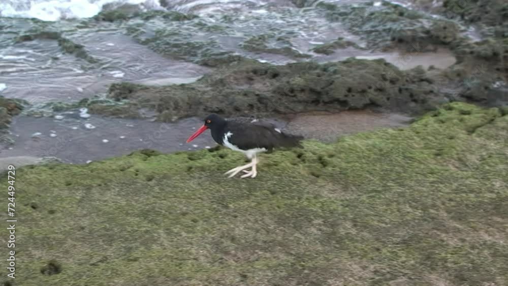 Near shore against the water, black frigate bird eats Galapagos. This