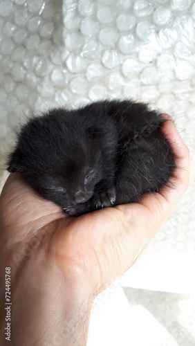 kitten on hand