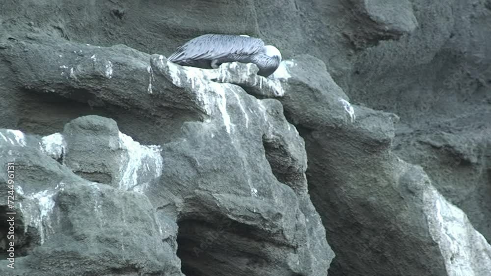 Bird sleeps on stone mountain in Galapagos Islands. Birds on Galapagos Islands are most important component of wildlife ecosystem. Bird sleeps on stone mountain in Galapagos Islands. Birds on Galapagos Islands are most important component of wildlife ecosystem.