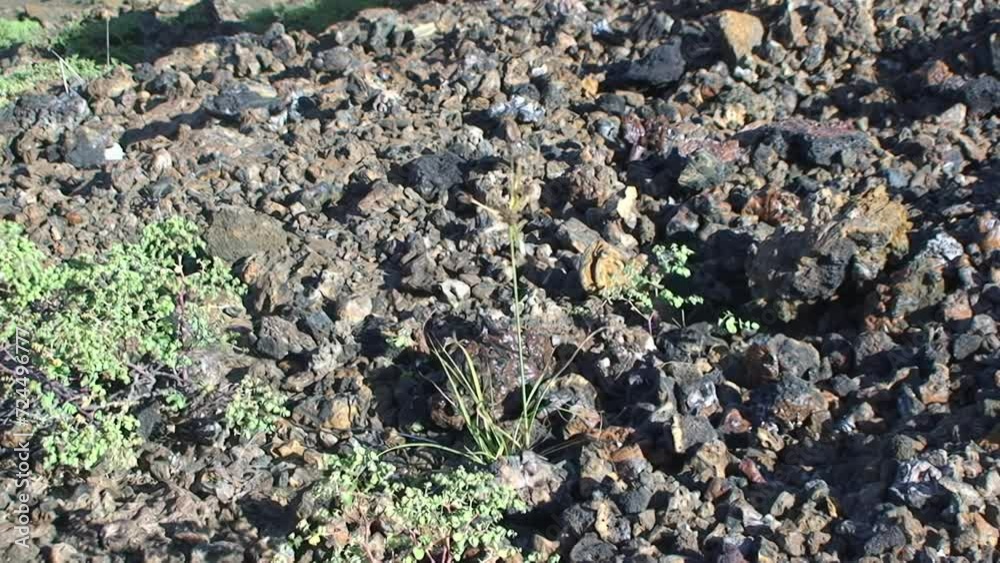Land views withered flora of Galapagos Islands beautiful plant species amazing. Land views withered flora of Galapagos Islands beautiful plant species amazing.