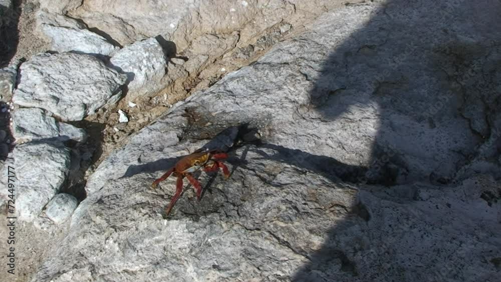 Red rock crab walking on rock on Galapagos Islands. Cancer also known as red rock crab, is species of crab in Cancer genus. Red rock crab walking on rock on Galapagos Islands. Cancer also known as red rock crab, is species of crab in Cancer genus.