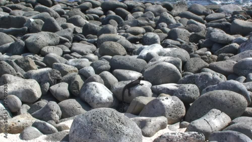 Marine iguana perches on stones in Galapagos islands. Majestic and unique marine iguana seen atop rocky stones lining picturesque beach of stunning island. Marine iguana perches on stones in Galapagos islands. Majestic and unique marine iguana seen atop rocky stones lining picturesque beach of stunning island.