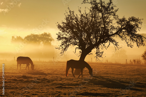 Horses on a foggy late summer morning in the pasture in the fog.