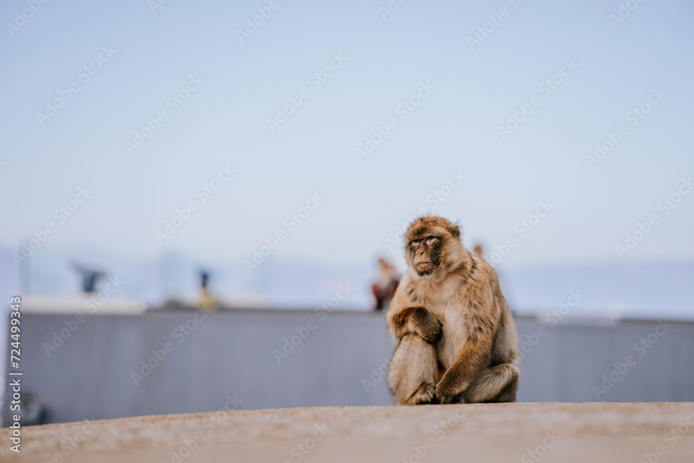Naklejka premium Gibraltar, Britain - January 24, 2024 - A Barbary macaque sits on a concrete surface with blurred people in the background.