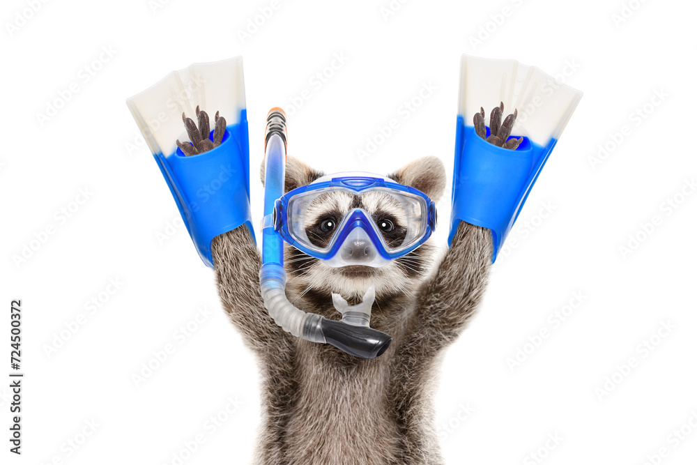 Portrait of a funny raccoon in a diving mask and flippers isolated on a white background - obrazy, fototapety, plakaty 
