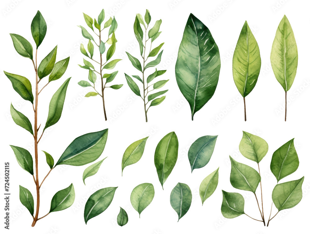 A set of green watercolor leaves. The illustration is in a natural style, without a background. Different plants, trees