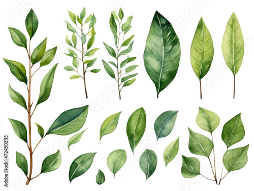 A set of green watercolor leaves. The illustration is in a natural style, without a background. Different plants, trees