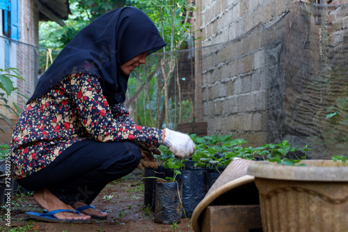 Photo of a woman dressed in a typical Indonesian batik planting strawberry plants during the day, Wadaslintang, Wonosobo, Indonesia photo