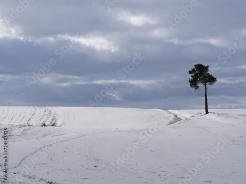 Lonely tree standing following a snowy field © fotomaster
