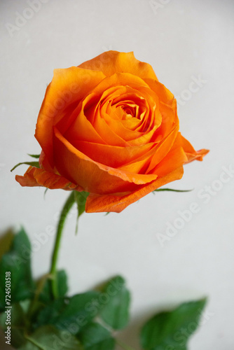 Fototapeta Naklejka Na Ścianę i Meble -  オレンジ色のバラ