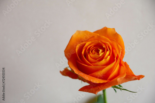 Fototapeta Naklejka Na Ścianę i Meble -  オレンジ色のバラ