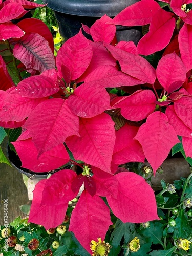 Poinsettia leaves are beautiful red. Poinsertia or kastuba leaves as background. photo