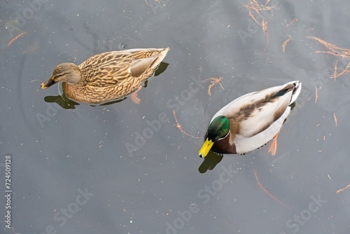 Pond with ducks in National Botanic Gardens, Dublin, Ireland