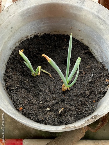 Leek trees planted in the home environment